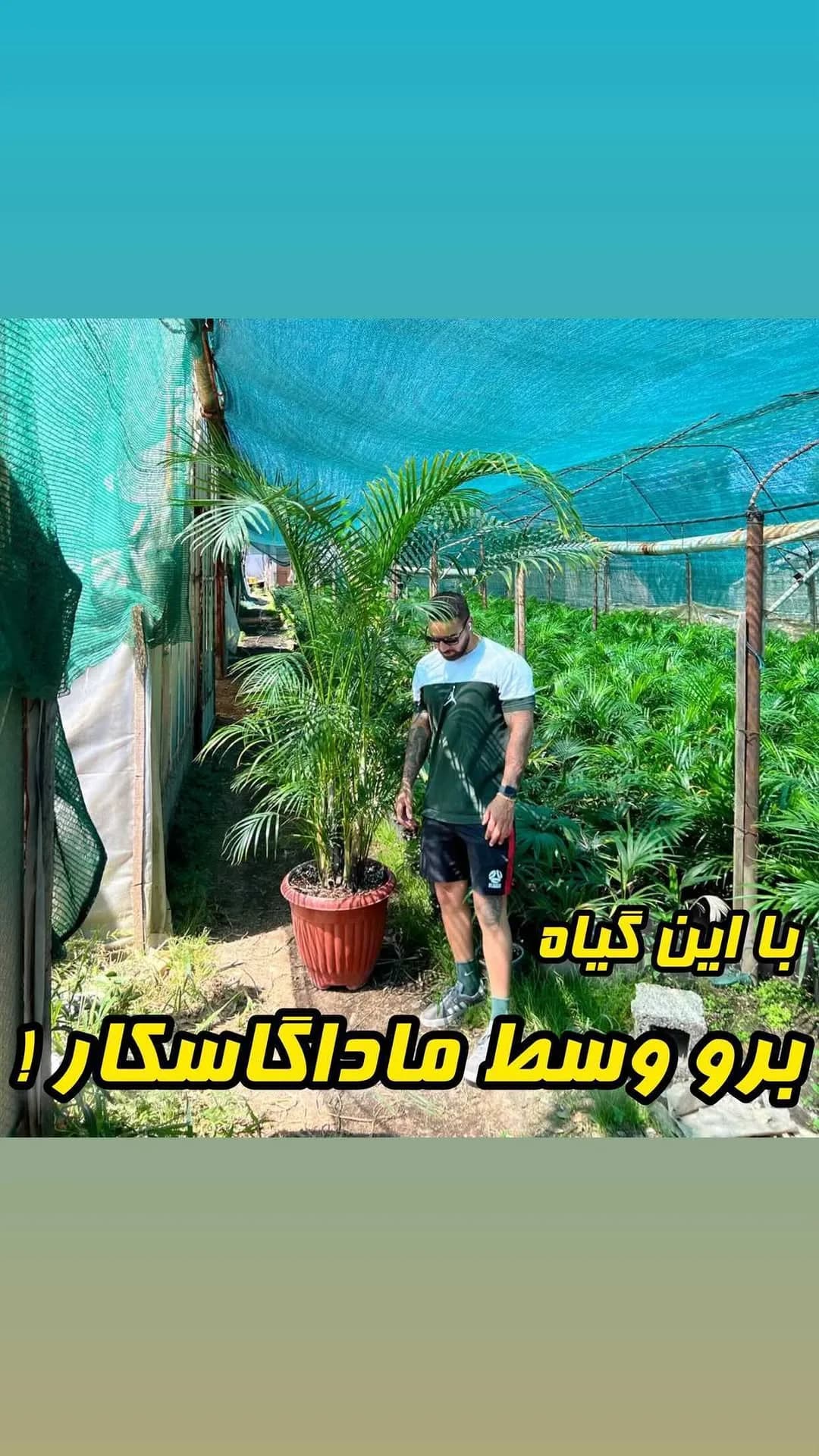 نخل اریکا، رنگ سبز، گیاه آپارتمانی، برگ باریک و بلند