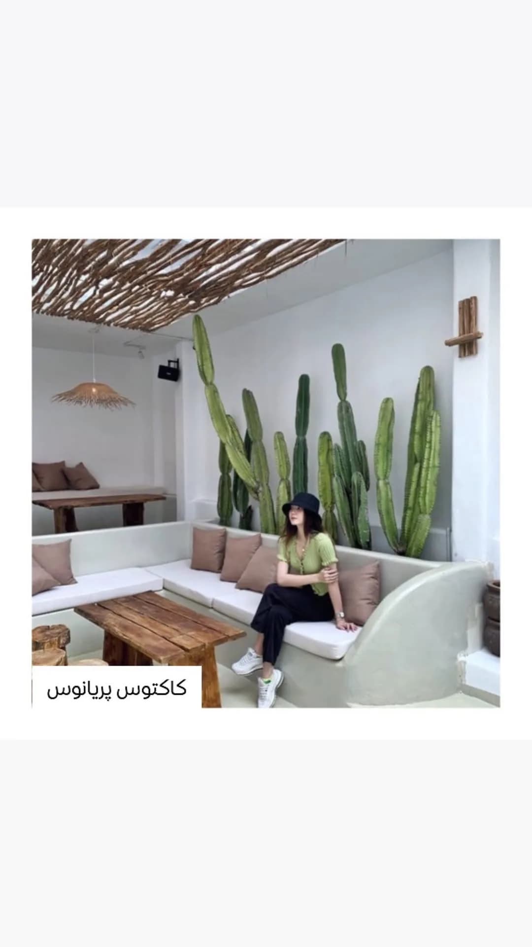 کاکتوس سرئوس پریانوس، رنگ سبز، ستونی بلند