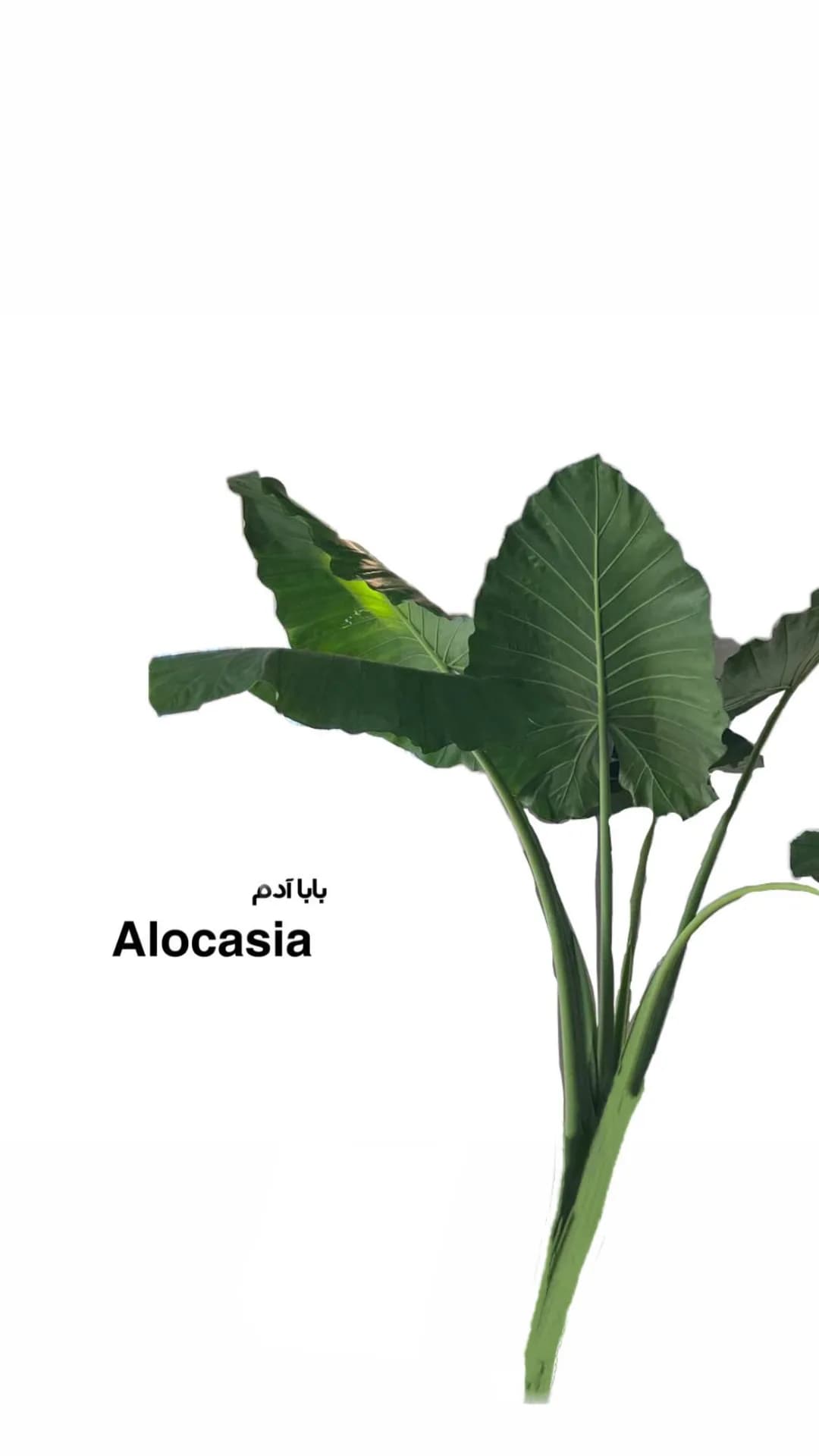 بابا آدم