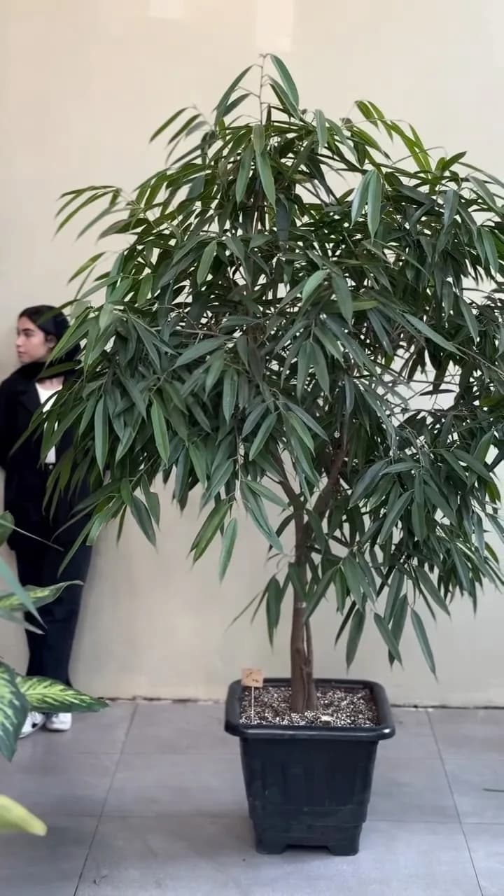 درختچه فیکوس آمستل