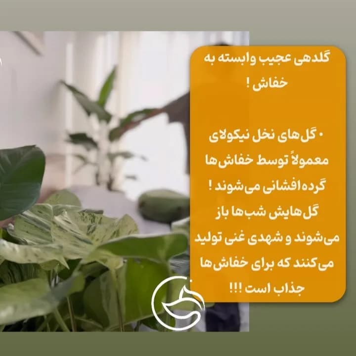 نخل نیکولای