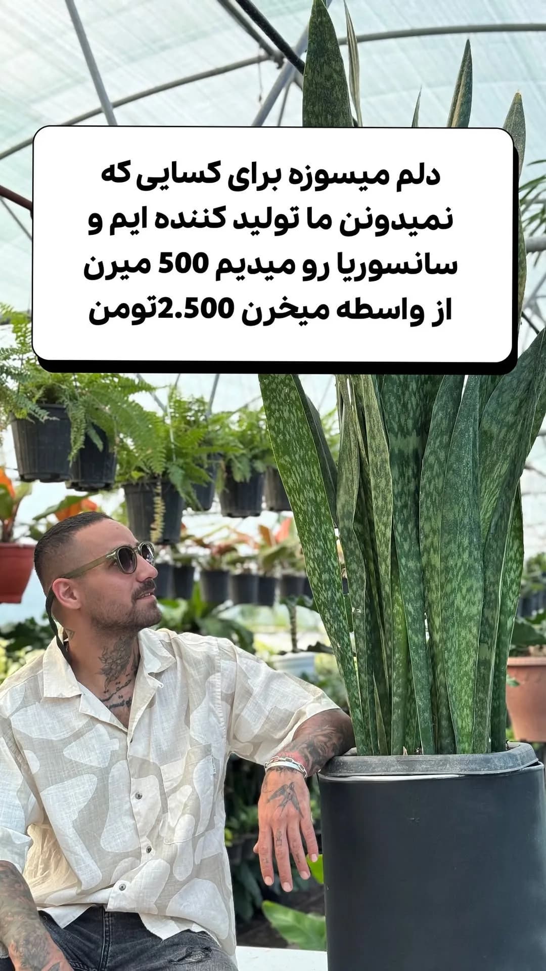 سانسوریا