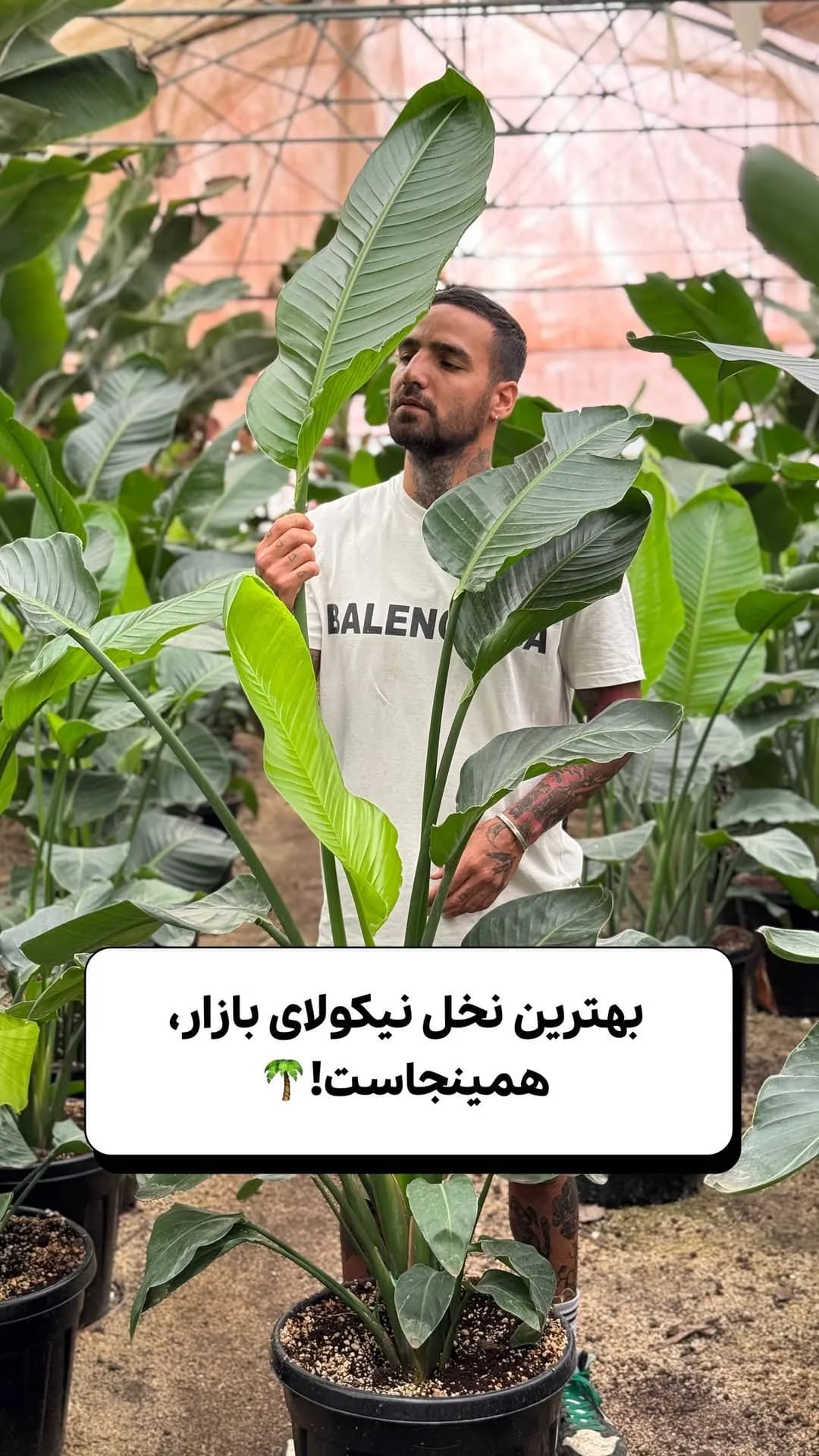 نخل نیکولای تولید اختصاصی، رنگ سبز، گیاه آپارتمانی، برگهای پهن