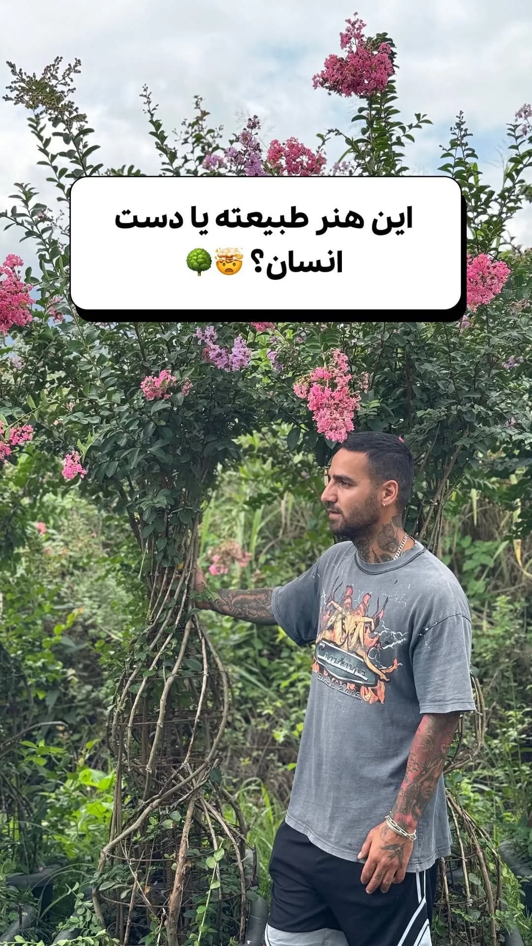 درخت توری تنهبافت