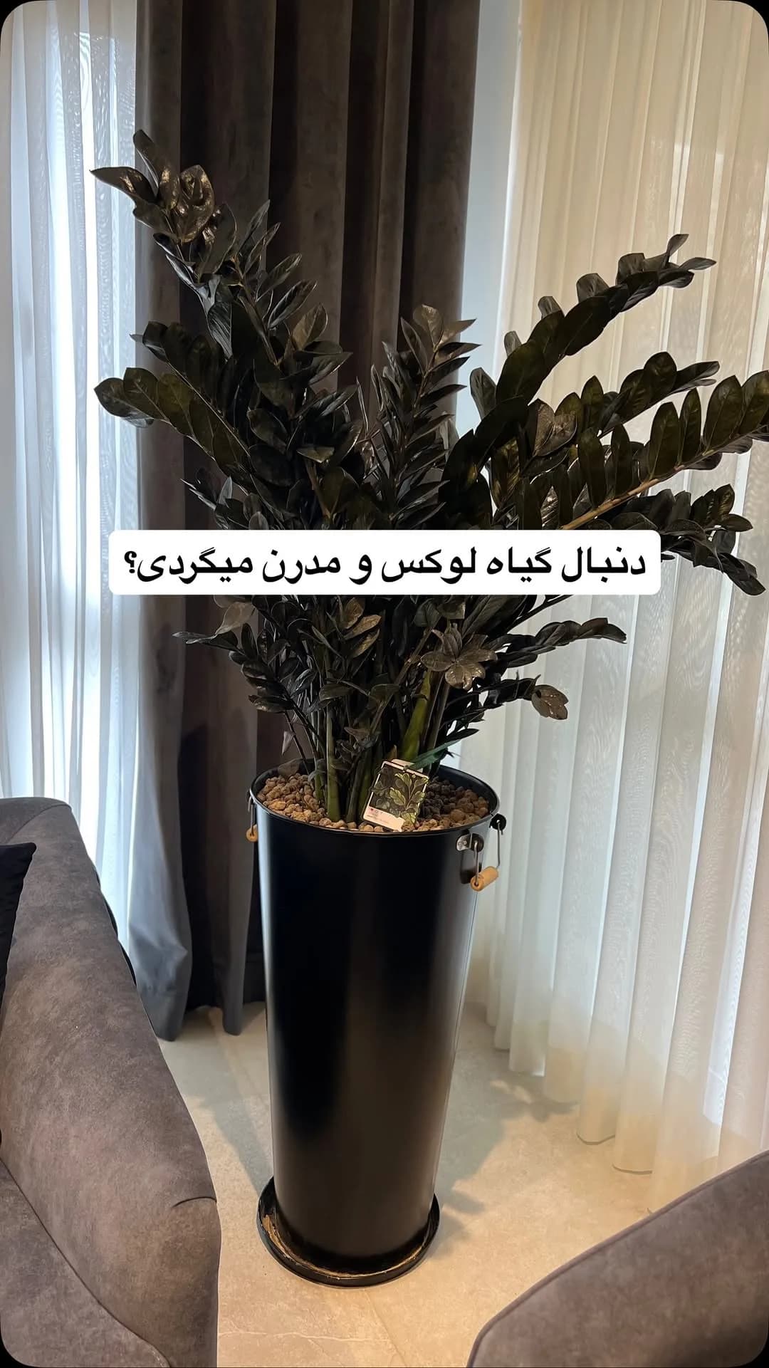 زاموفیلیا سوپر بلک غولپیکر