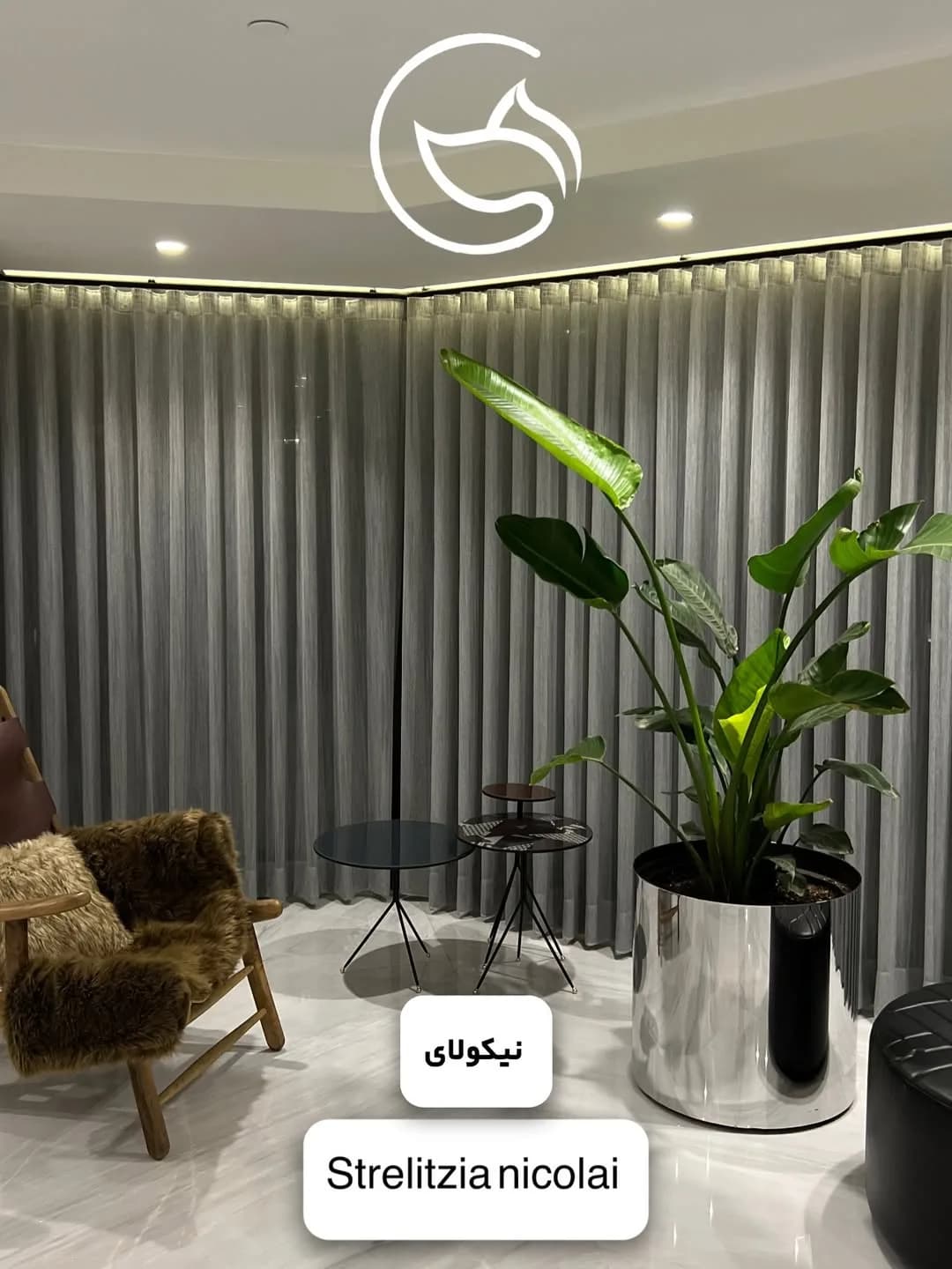 نیکولای (استرلیتزیا)