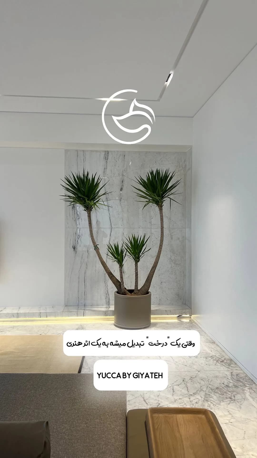یوکا