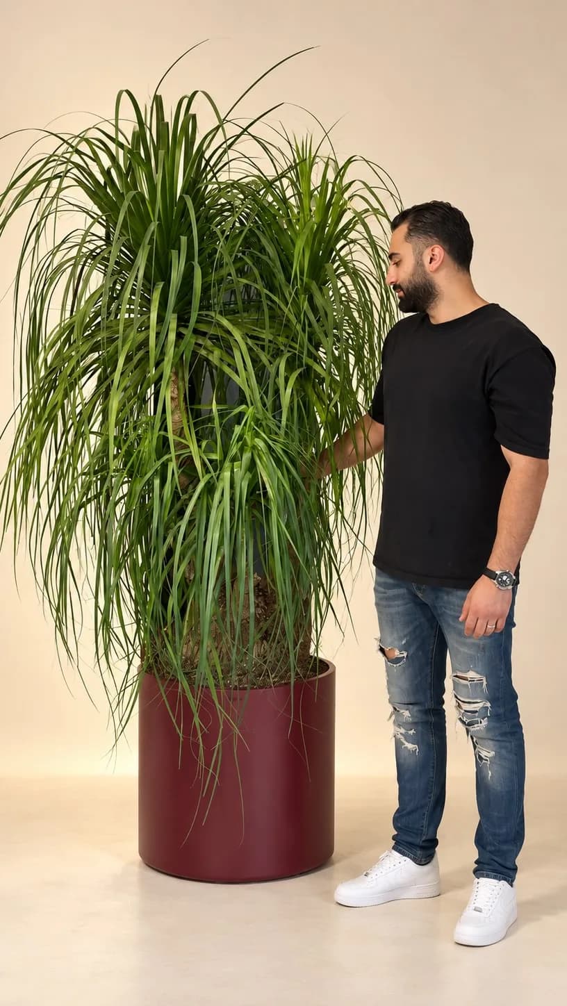 دراسنا لیندا