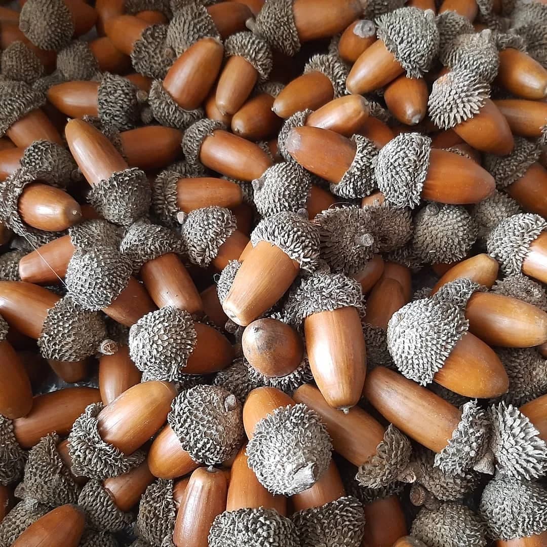 پک ۱۲ عددی بلوط طبیعی