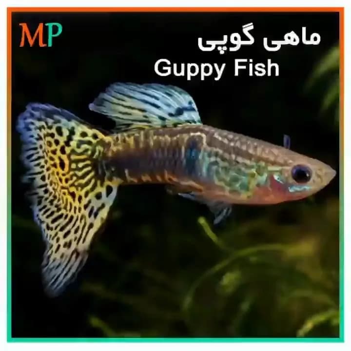 ماهی گوپی، رنگ نارنجی، زرد و آبی، ماهی زینتی