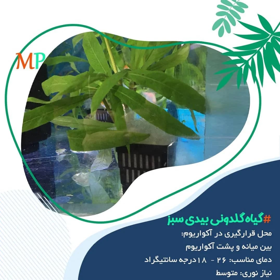 گیاه گلدانی بیدی سبز
