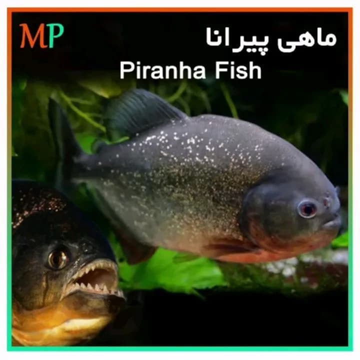 ماهی پیرانا، رنگ خاکستری، سیاه و قرمز، ماهی آکواریومی