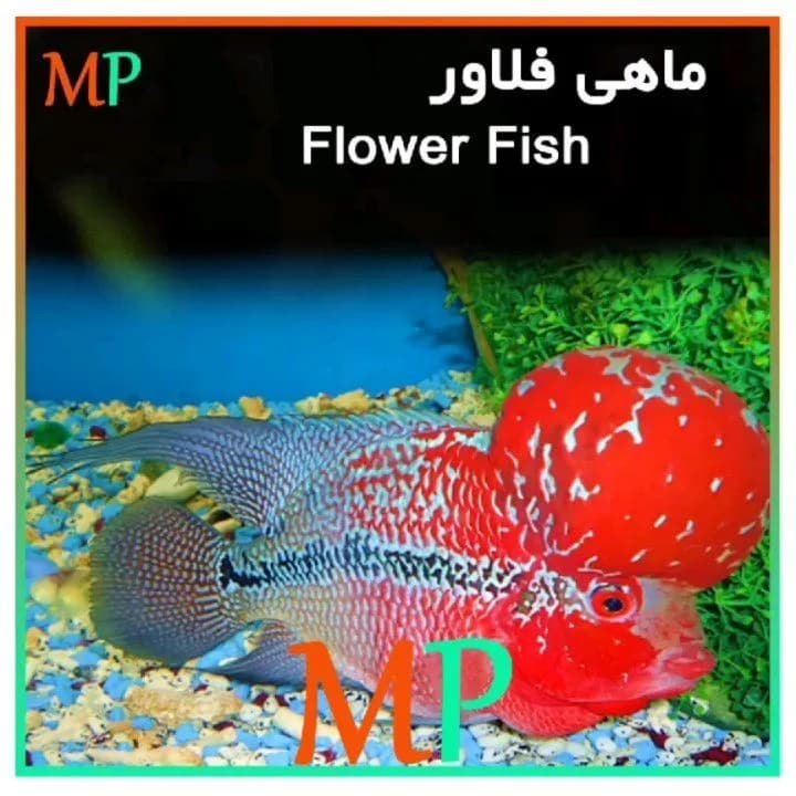 ماهی فلاور، رنگ قرمز، سفید و آبی، آکواریومی، سربرجسته