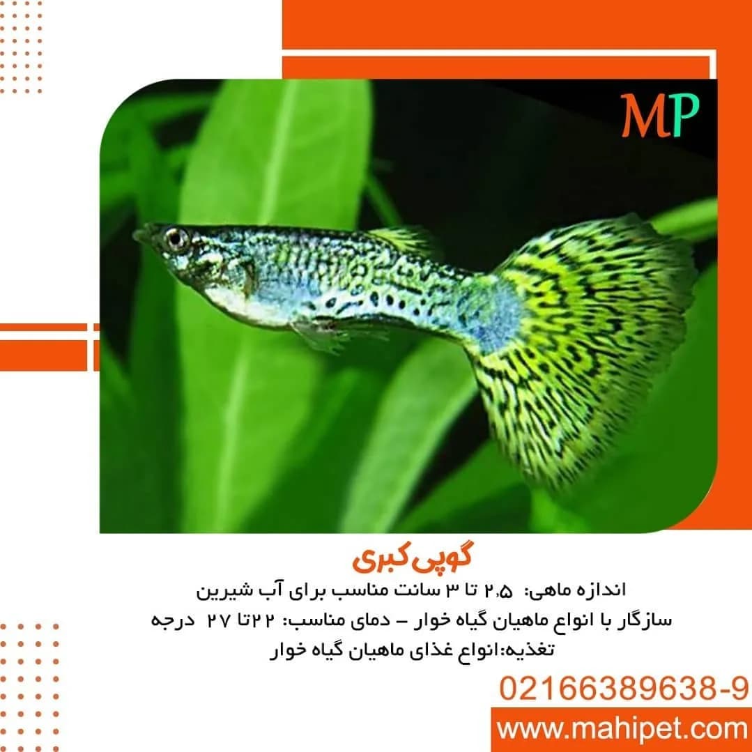 ماهی گوپی کبری، رنگ سبز و آبی، زینتی، باله پهن