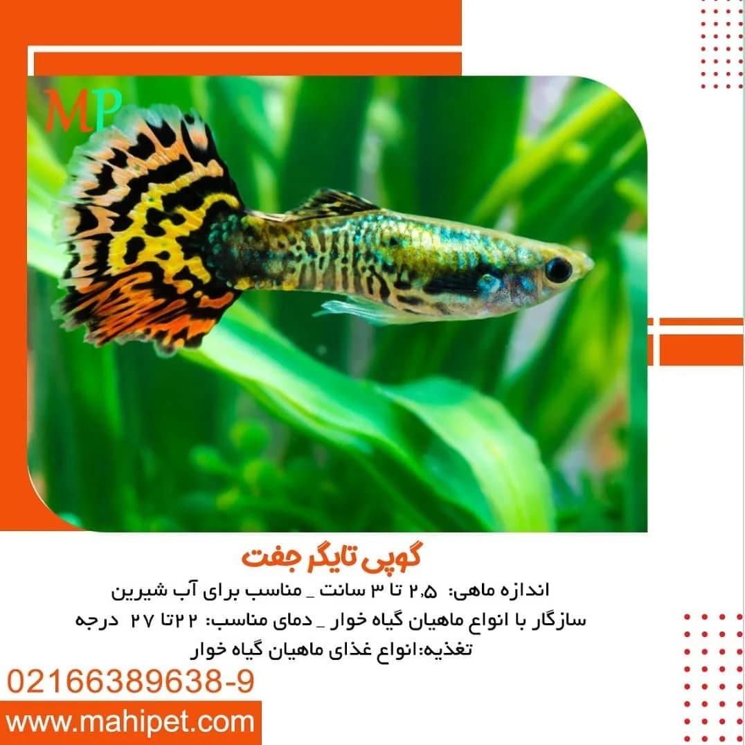 ماهی گوپی تایگر جفت، رنگ نارنجی، زرد و سبز، زینتی، باله بلند