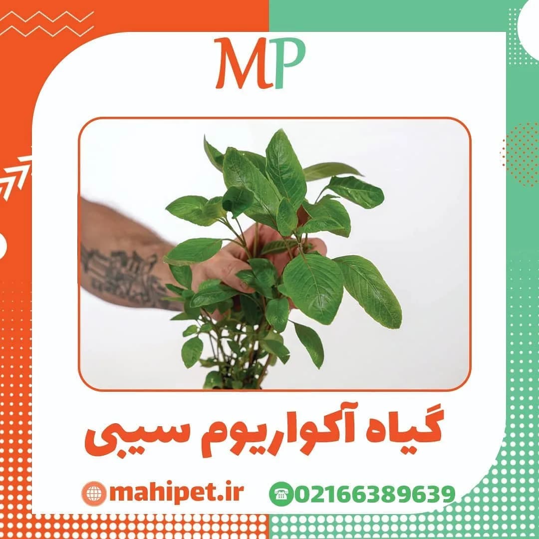گیاه آکواریوم سیبی، رنگ سبز، گیاه سیبی
