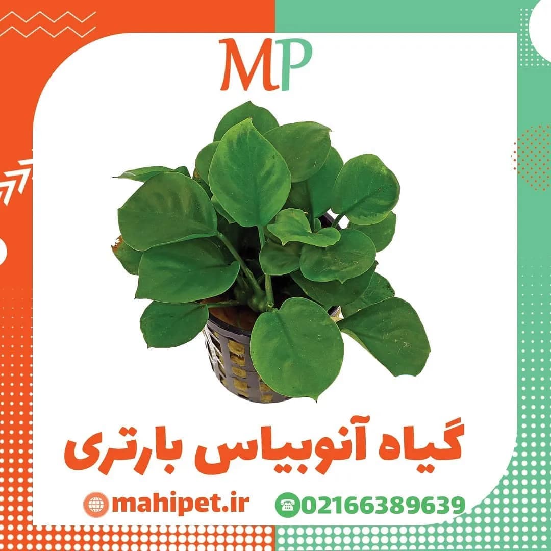 گیاه آنوبیاس بارتری