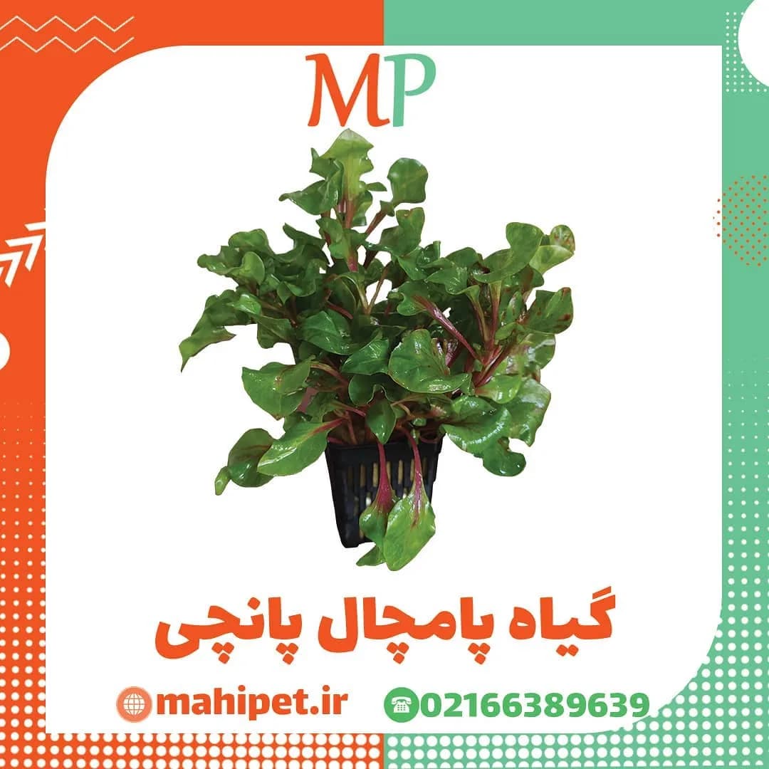 گیاه پامچال پانچی آکواریوم، رنگ سبز