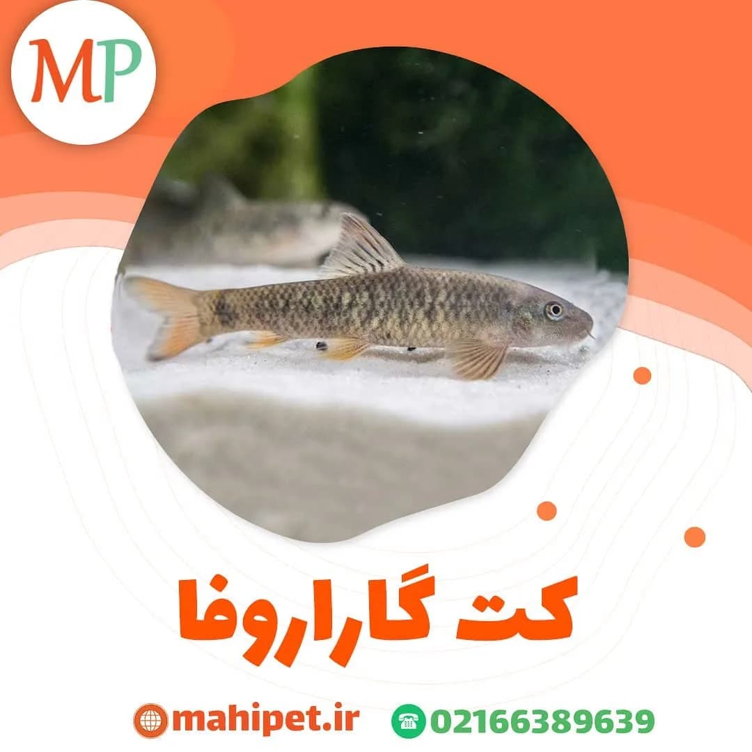 ماهی کت گاراروفا، رنگ خاکستری و قهوهای، طرح راهراه، ماهی پاککننده آکواریوم