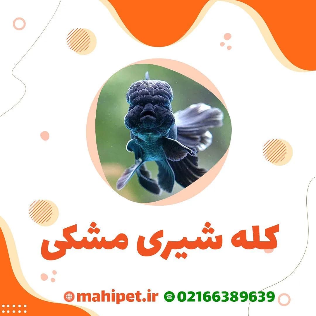 ماهی گلدفیش کله شیری مشکی، ماهی زینتی آب شیرین