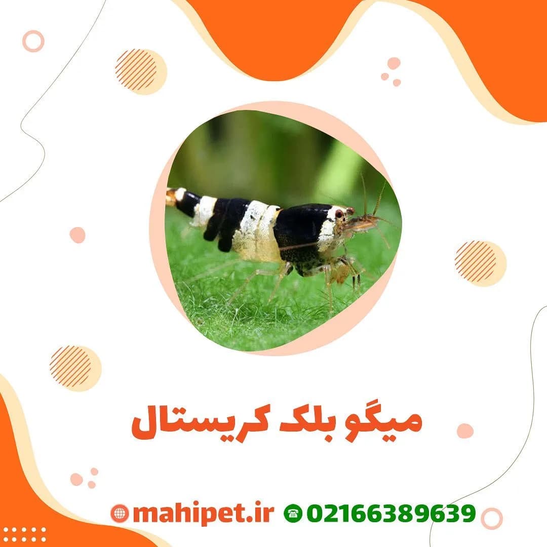 میگو بلک کریستال آکواریوم، رنگ مشکی و سفید، طرح راهراه، میگوی آکواریومی