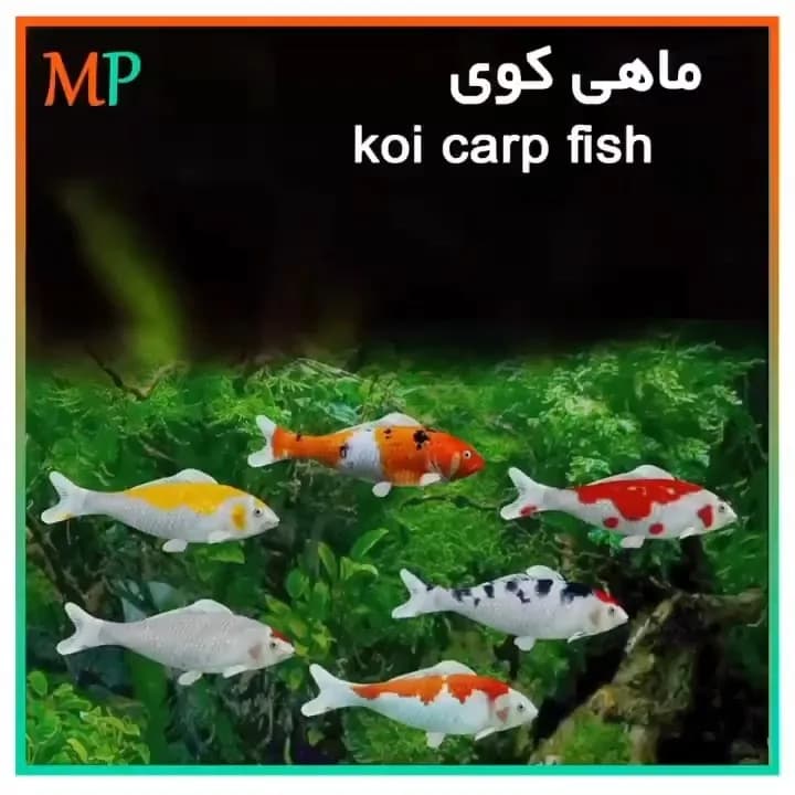 ماهی کوی