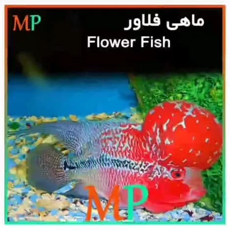ماهی فلاورهورن، رنگ قرمز، آبی و سفید، حیوانات خانگی