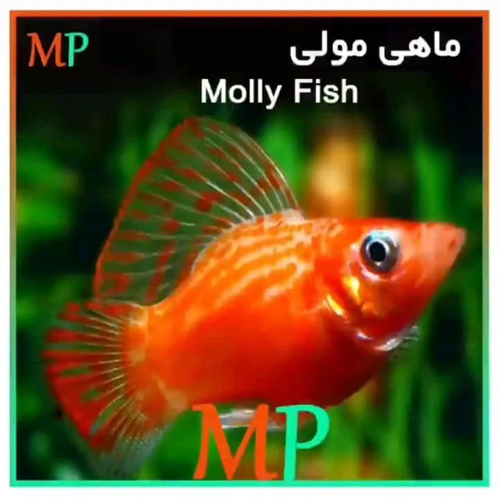 ماهی مولی، رنگ نارنجی، سفید و سبز، حیوانات خانگی