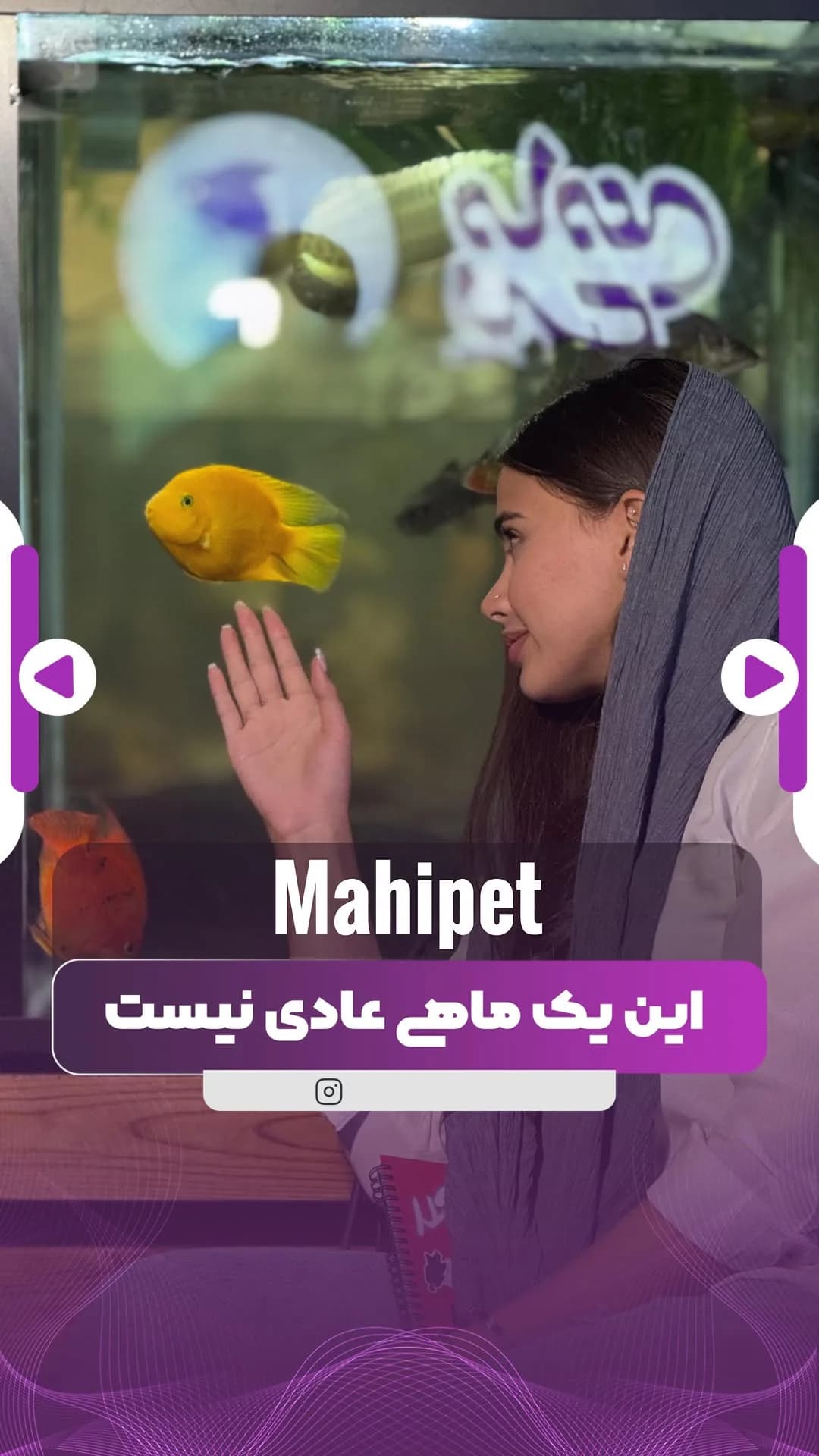 ماهی پرت کینگکنگ، رنگ زرد، ماهی زینتی