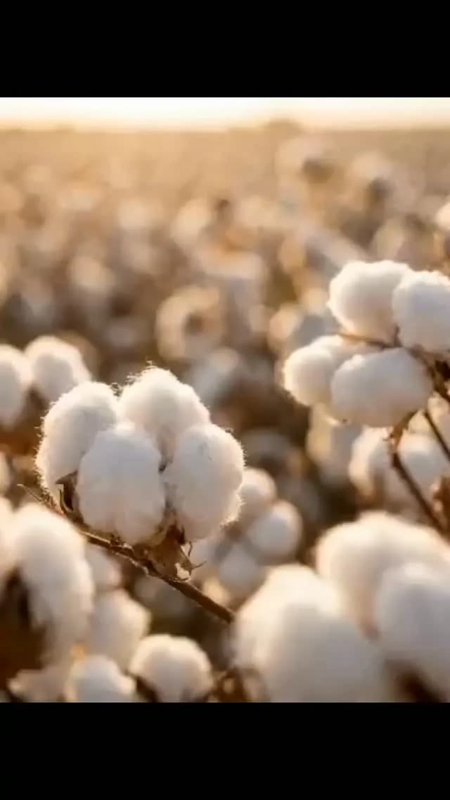 ست ۱۳ تکه لباس نوزاد طرح ببعی تاپلاین
