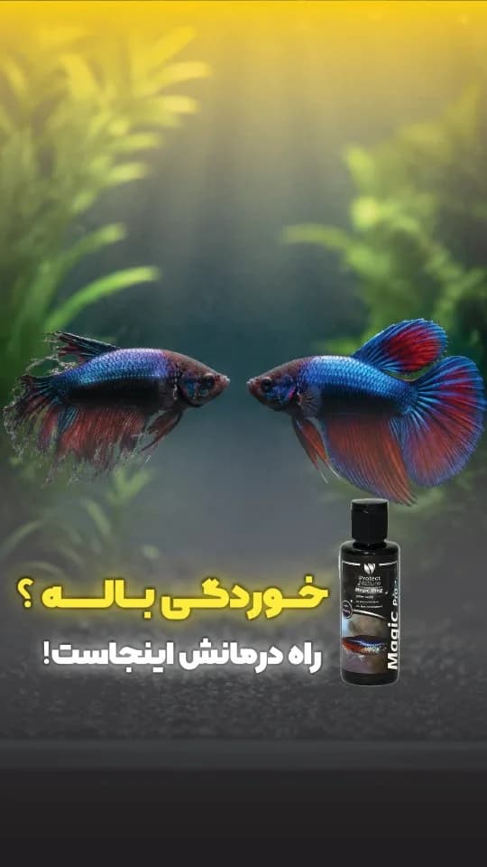 محلول درمانی بالهی ماهی آکواریوم