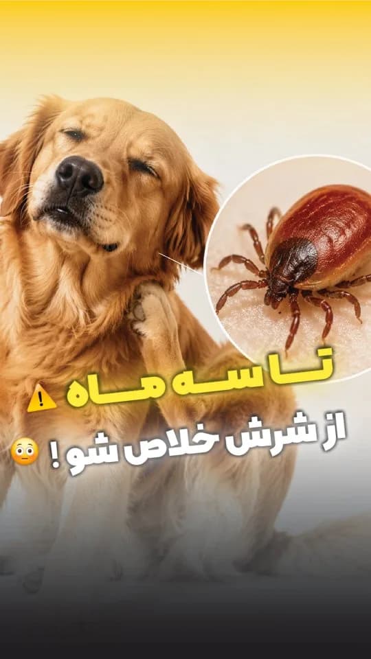 قرص ضدککوکنهی سگ سهماهه براوکتو