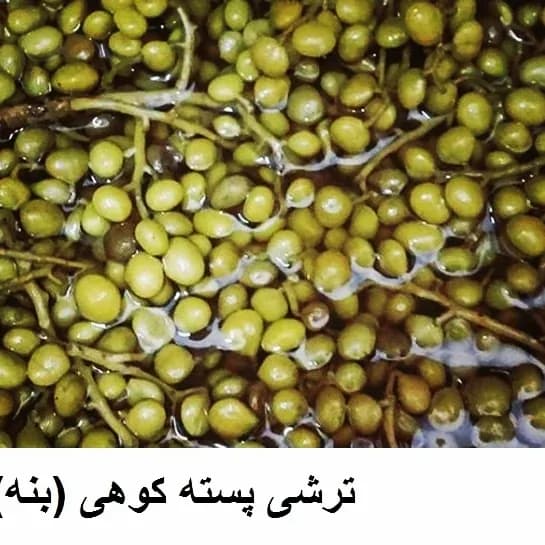 ترشی پسته کوهی بنه، رنگ سبز، خوشه و دانه