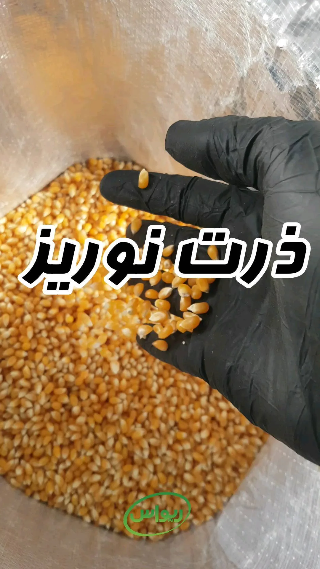 ذرت نوریز (پفیلا)، رنگ زرد و نارنجی، دانه