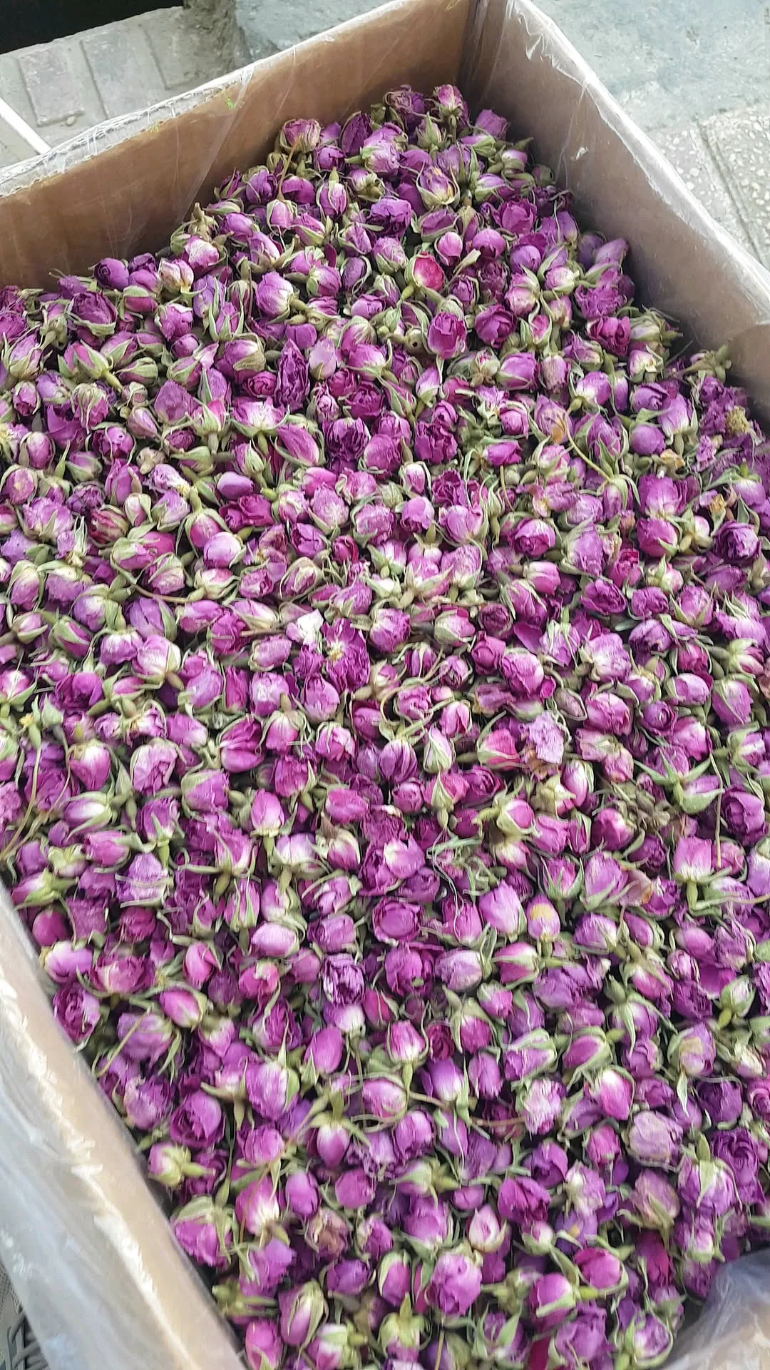غنچه گل محمدی لالهزار
