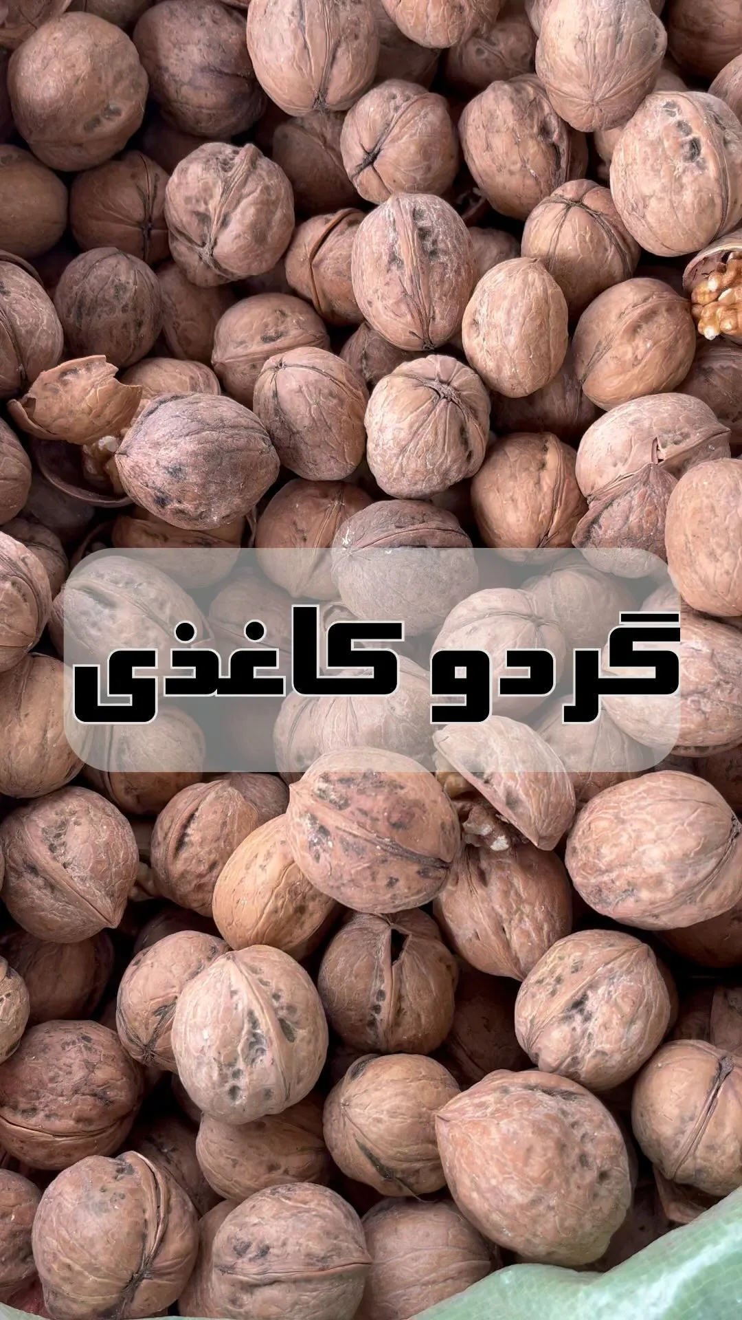 گردو پوست کاغذی چینی