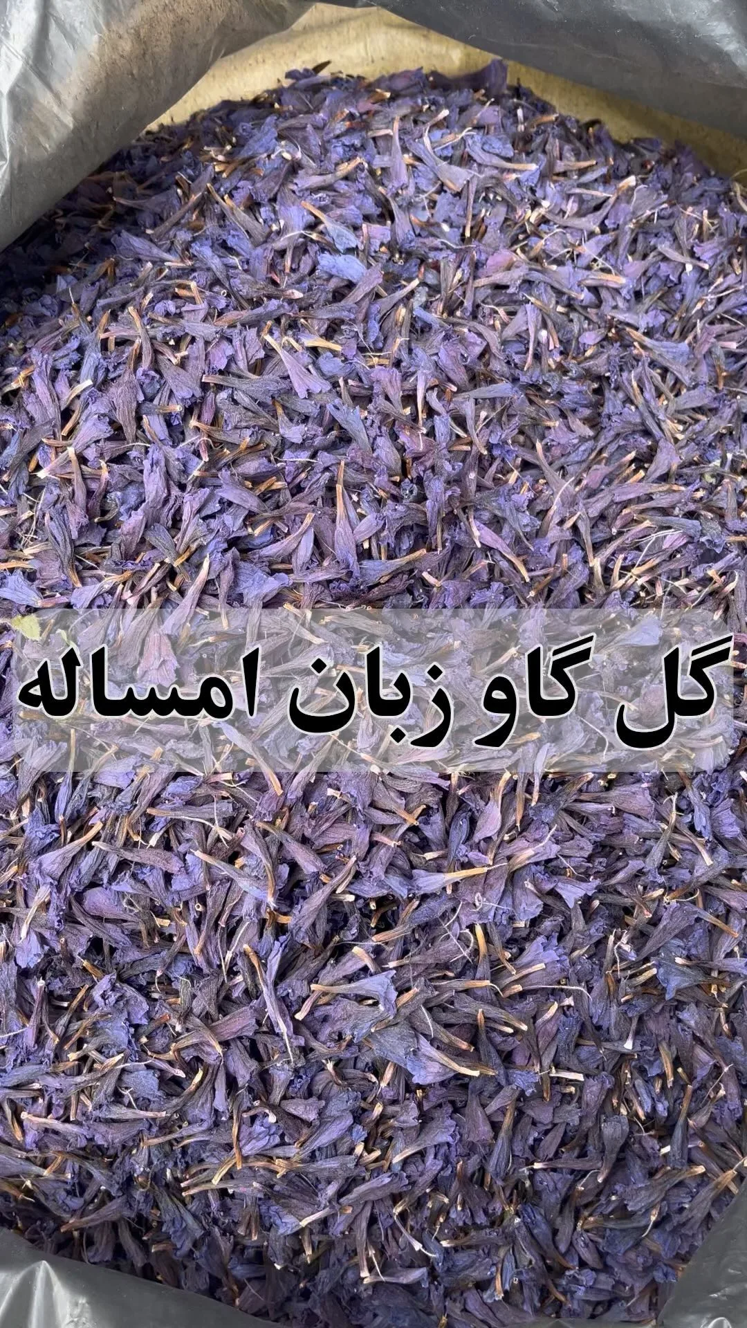 گل گاوزبان امساله، رنگ بنفش و آبی، خشک شده