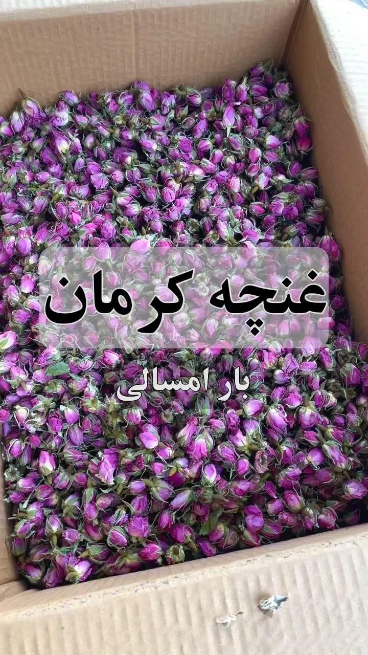 غنچه گل محمدی بافت کرمان