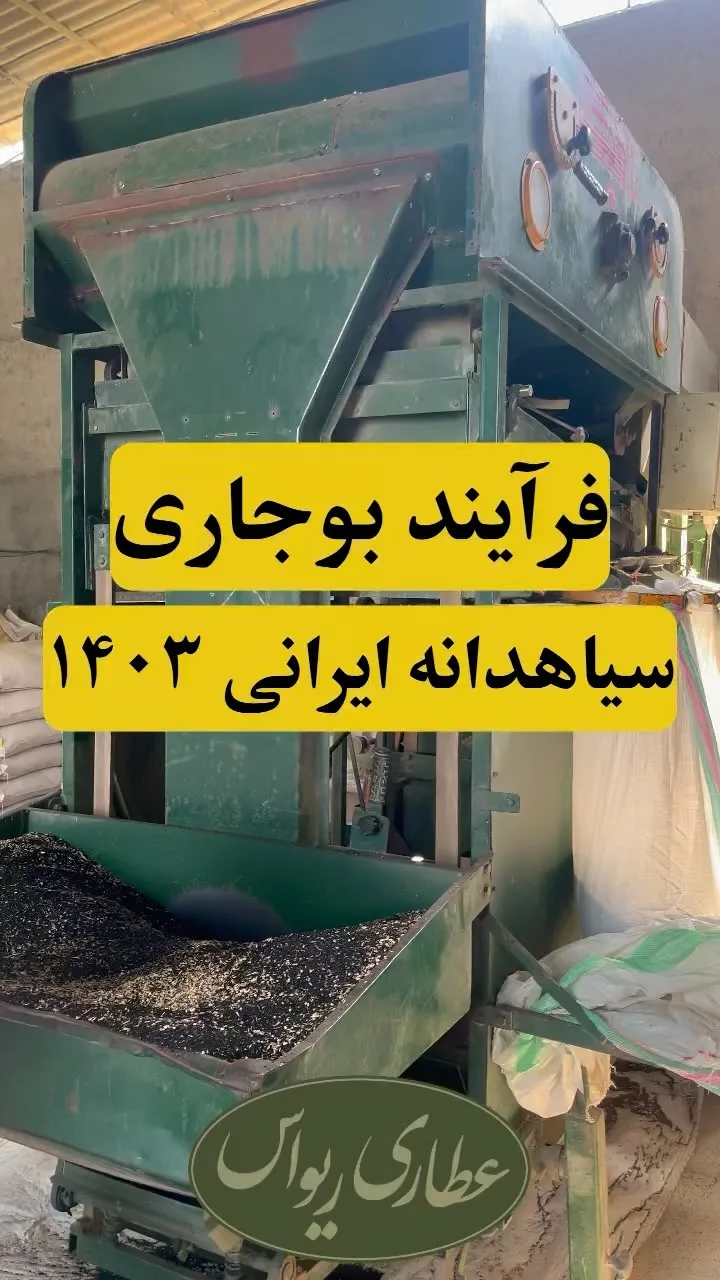 سیاهدانه بوجاری‌شده و سورت‌شده