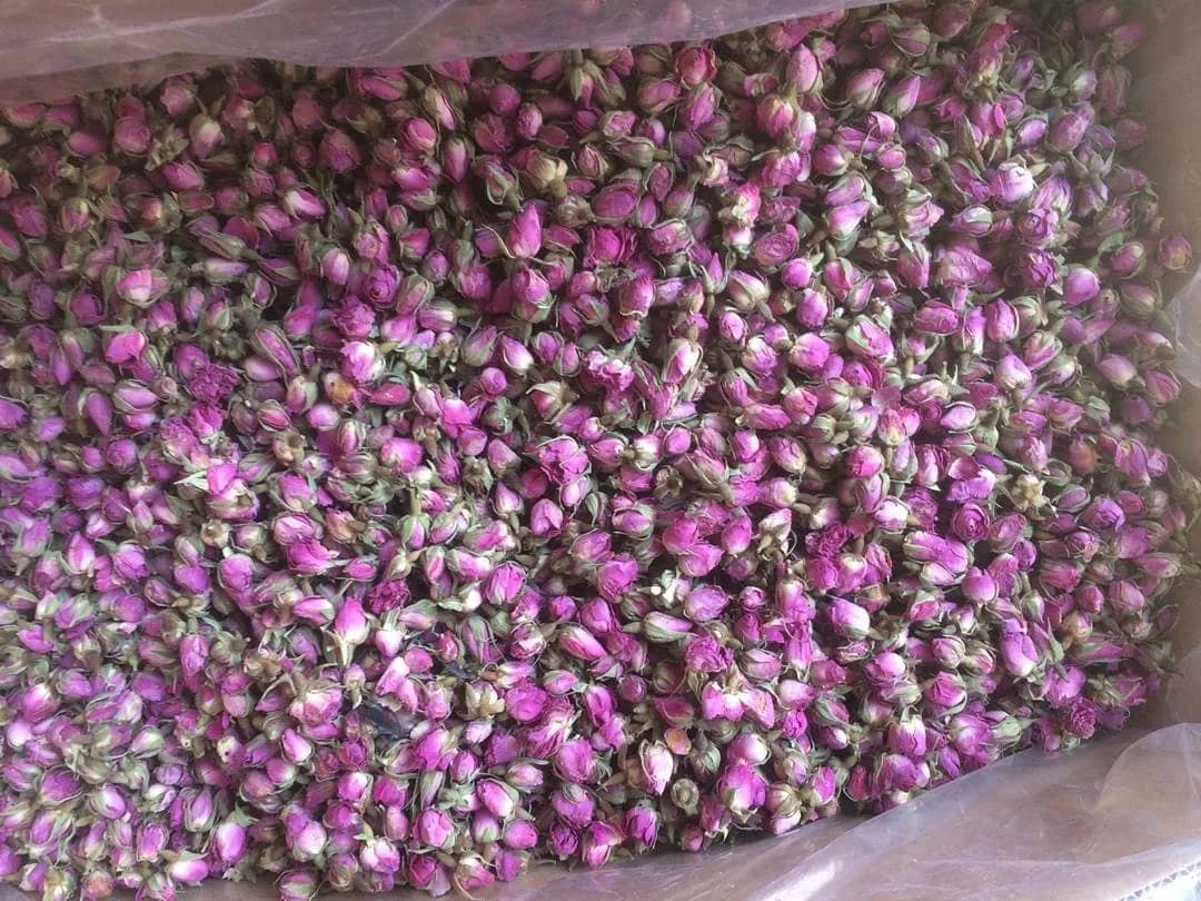 غنچه گل محمدی