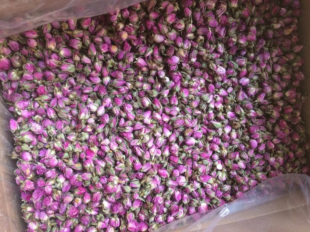 غنچه گل محمدی — عکس ۲