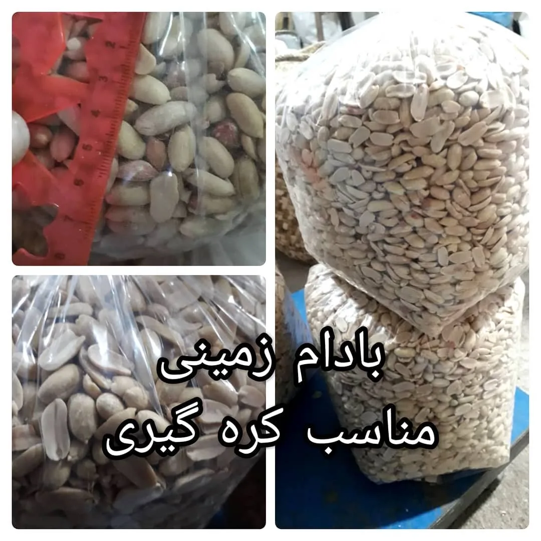 بادام زمینی مخصوص کره‌گیری، رنگ کرم و قهوه‌ای، پوست‌کنده
