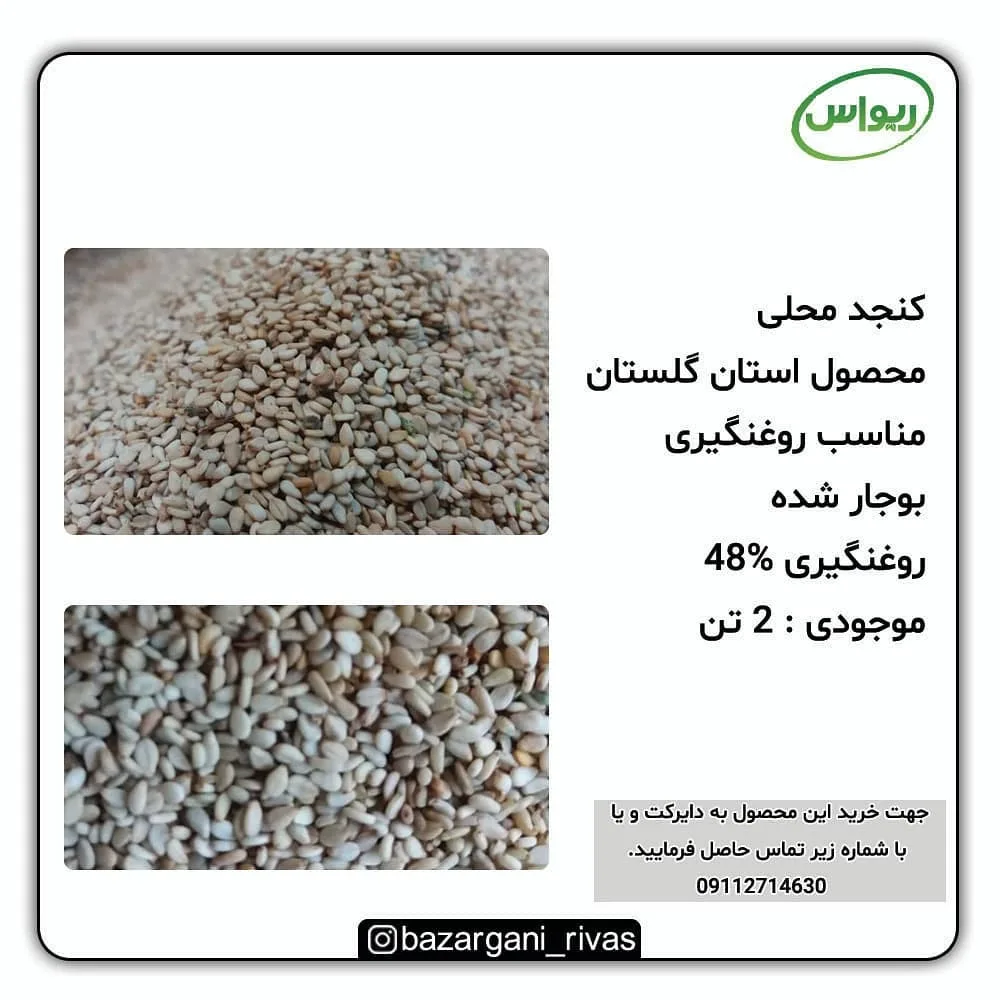 کنجد محلی مناسب روغن‌گیری — عکس ۲