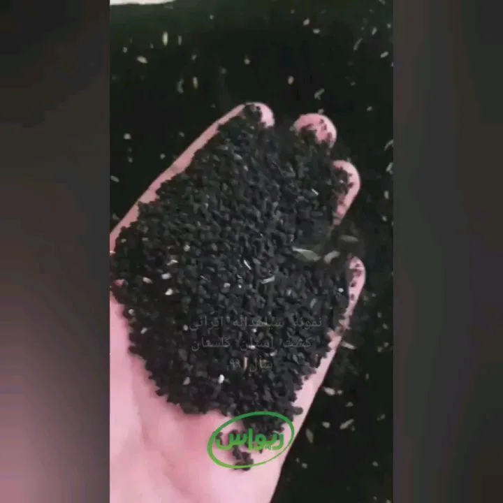 سیاهدانه با درصد روغن‌گیری بالا — عکس ۲