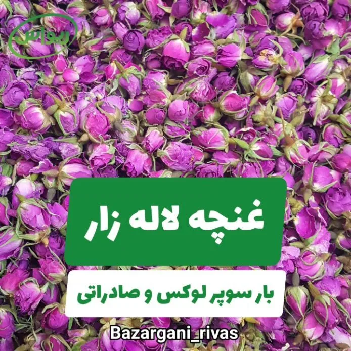 غنچه گل محمدی لالهزار سوپر لوکس، رنگ صورتی، بنفش و سبز، گل خشک