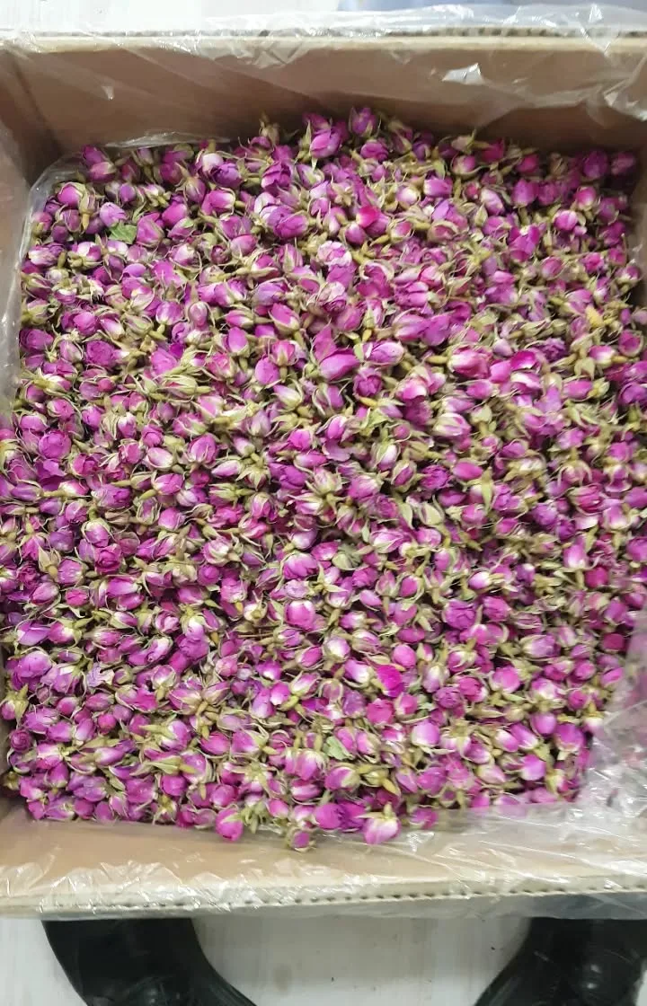 غنچه گل محمدی لاله‌زار امساله، رنگ صورتی و ارغوانی