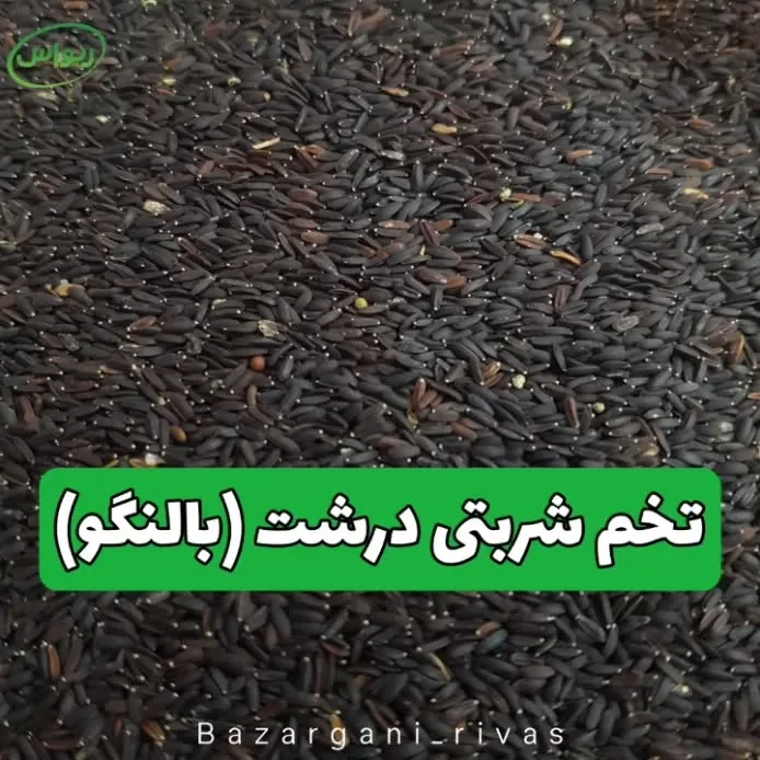 تخم شربتی درشت (بالنگو)، رنگ سیاه، دانه درشت