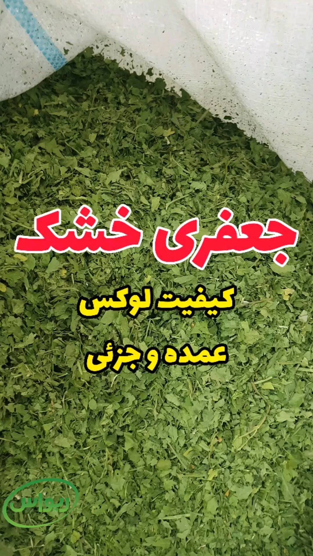 جعفری خشک لوکس، رنگ سبز، برگ خرد شده