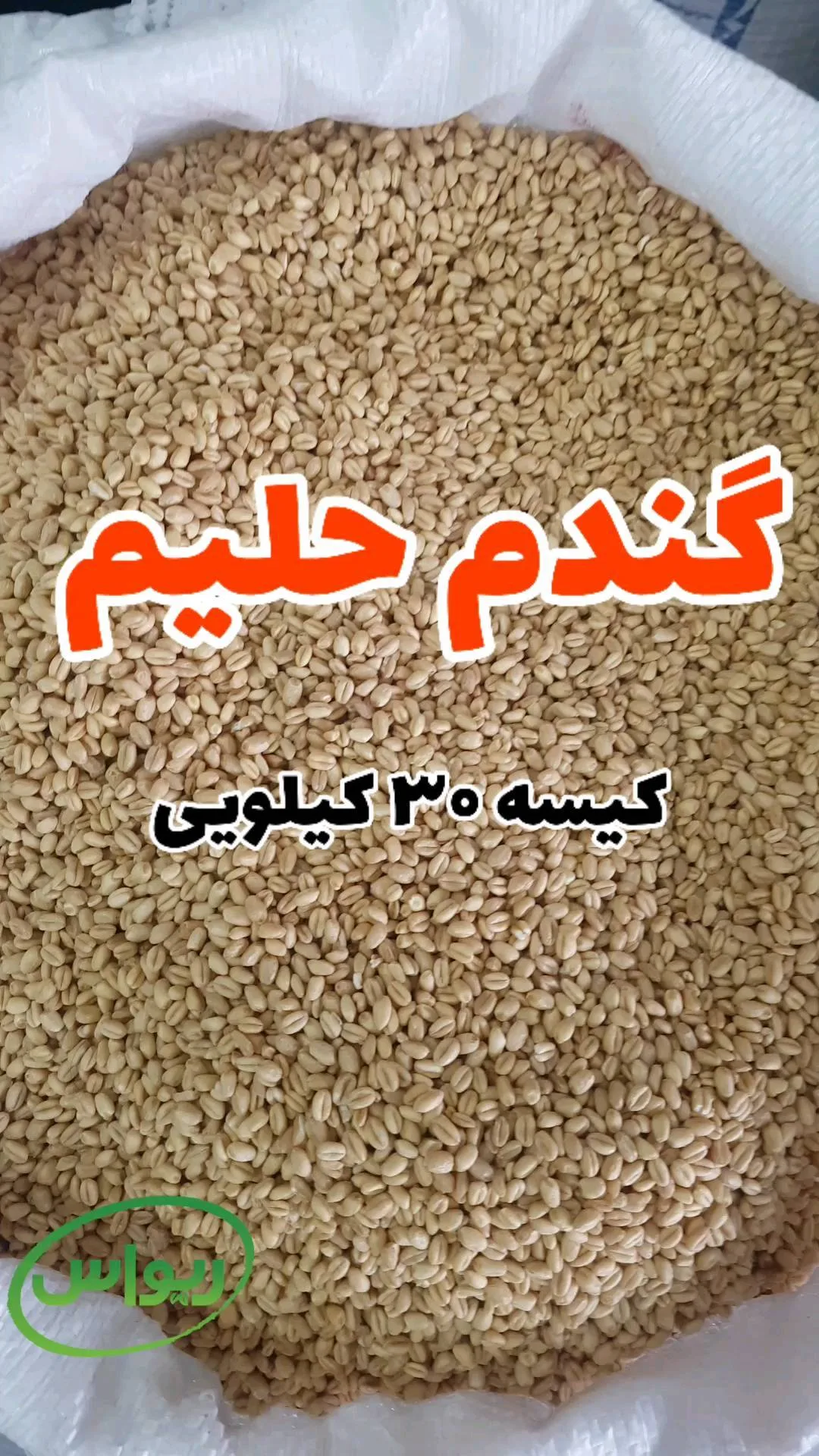گندم حلیمی