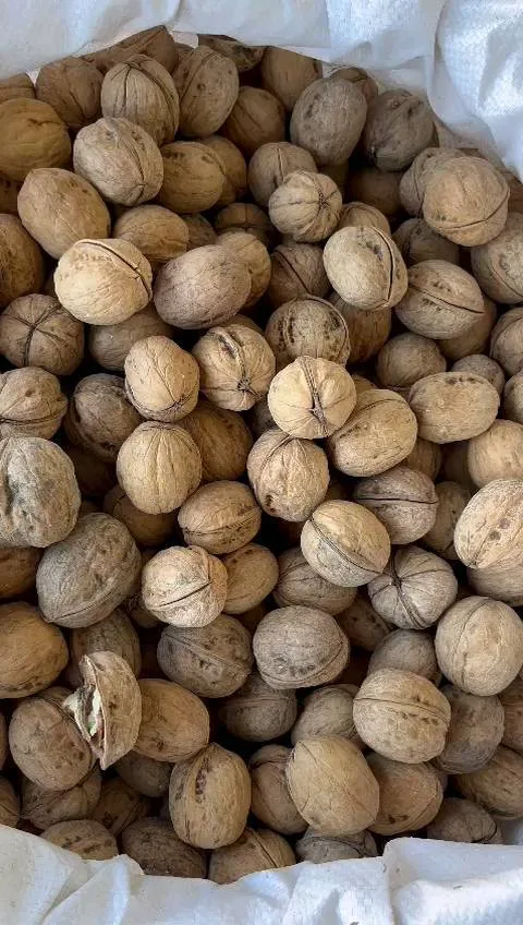 گردو پوست کاغذی کیسه ۲۵ کیلویی